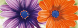 Изображение Плитка декор Dado.Dec Gerbera 12.5*33.3 квіти гербери оранжева 