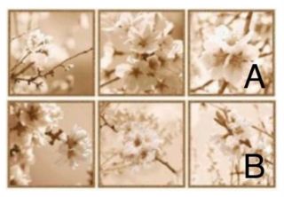 Зображення Плитка декор Ibero Dec.Bloom-A 25*75 квіти бежева